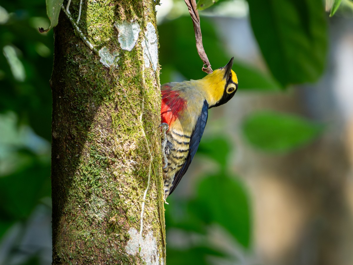 Yellow-fronted Woodpecker - Vitor Rolf Laubé