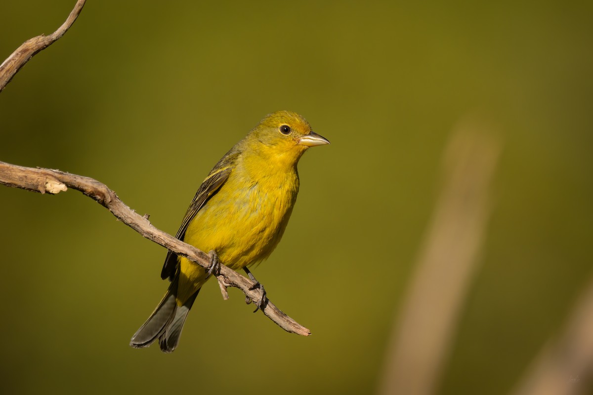 Western Tanager - Daniel Grossi