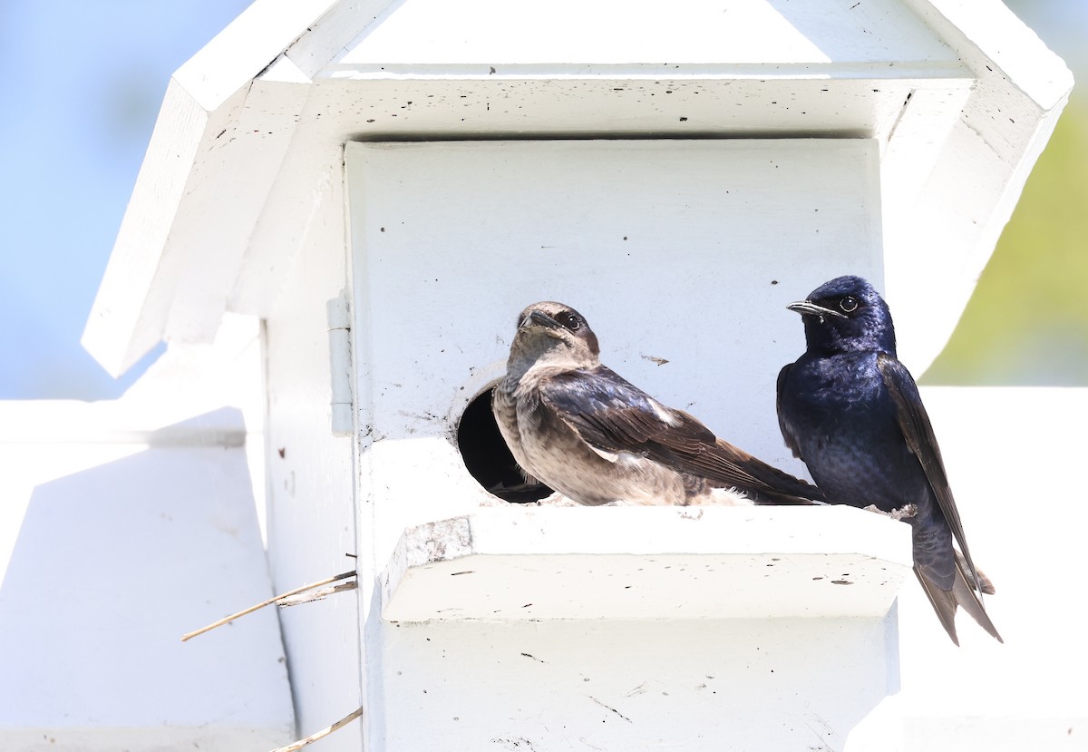 Purple Martin - ML618723226