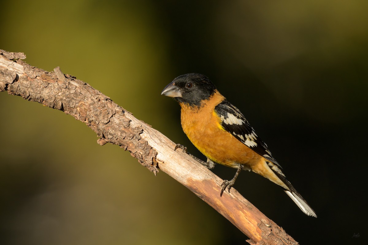 Black-headed Grosbeak - Daniel Grossi