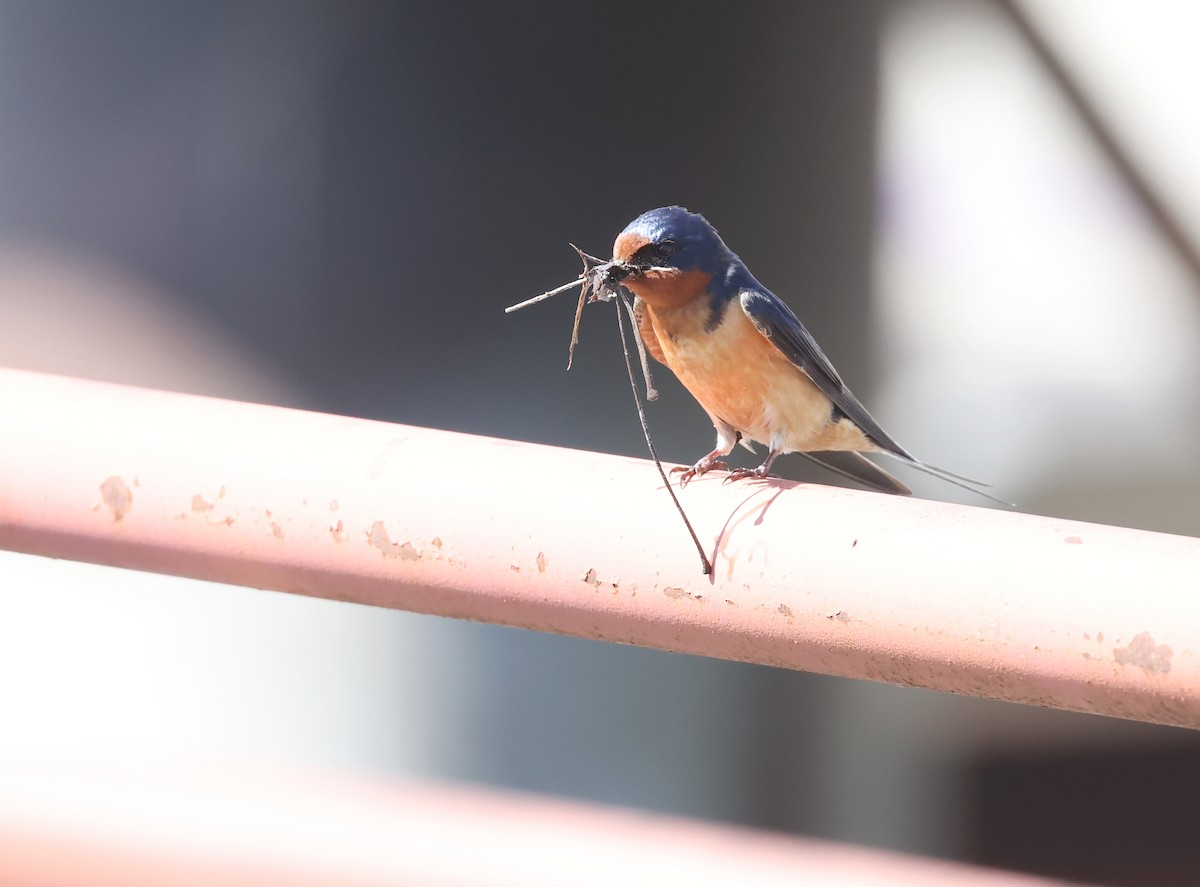 Barn Swallow - ML618723237