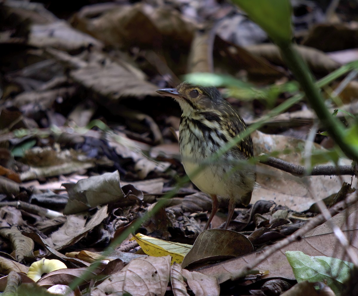 Streak-chested Antpitta - Wayne Gillatt