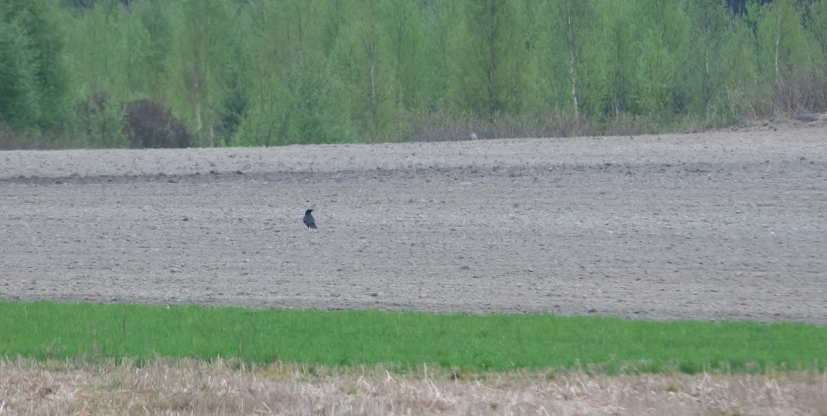 Carrion Crow - Eric Francois Roualet