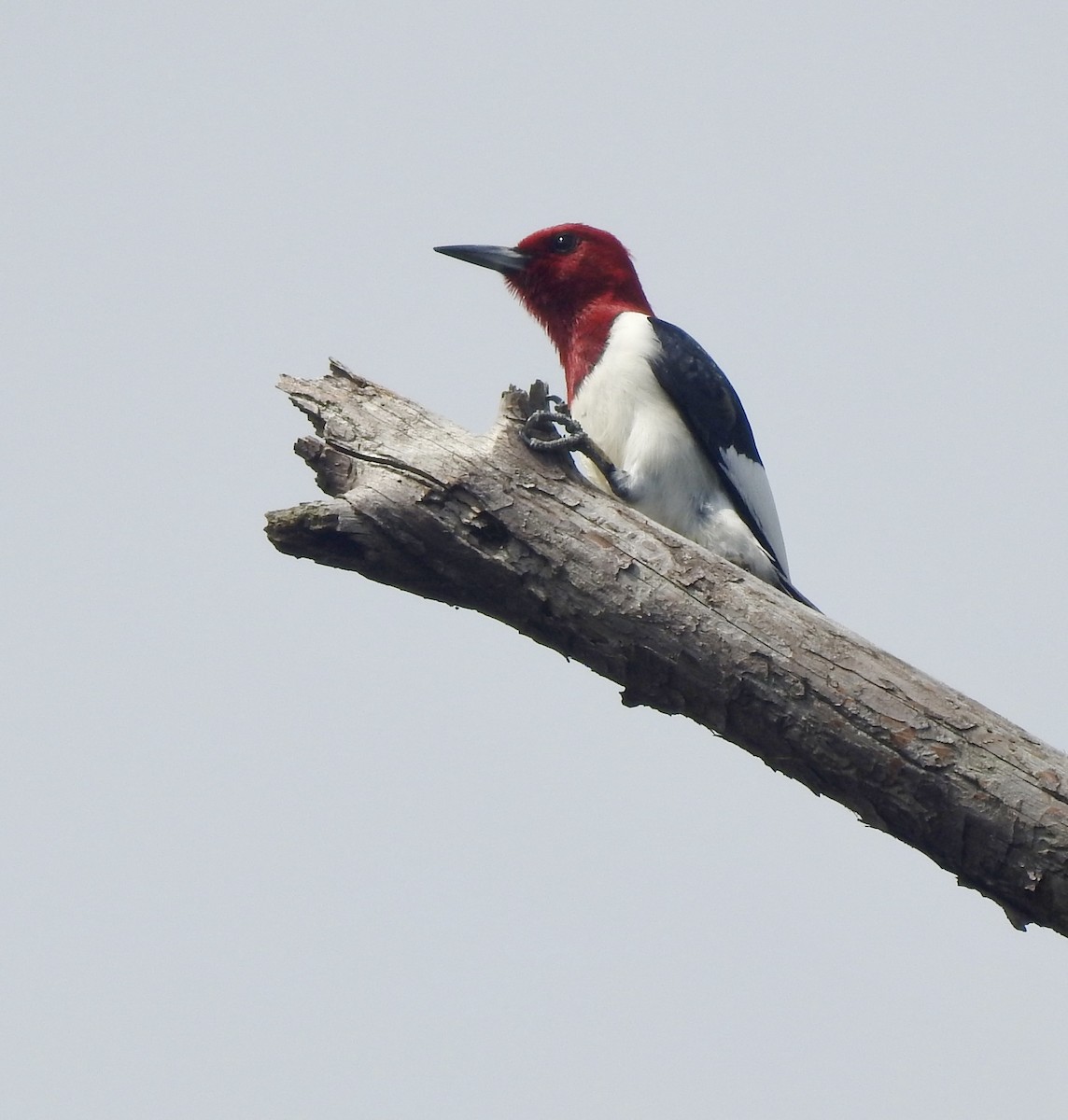 Red-headed Woodpecker - ML618723278