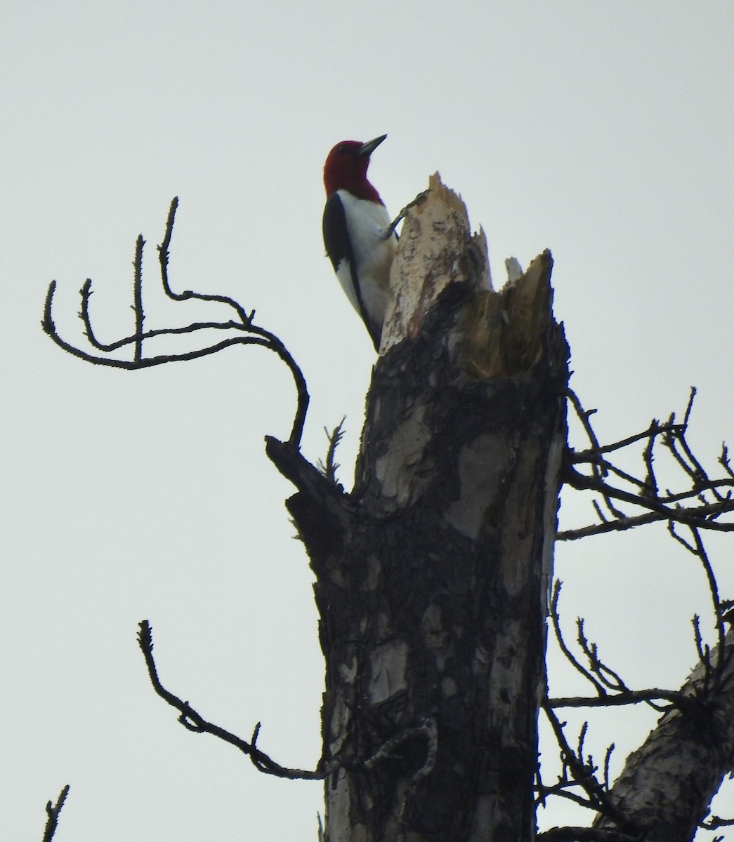 Red-headed Woodpecker - ML618723279