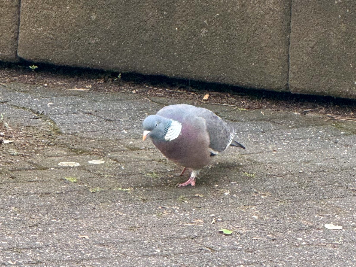 Common Wood-Pigeon - ML618723297