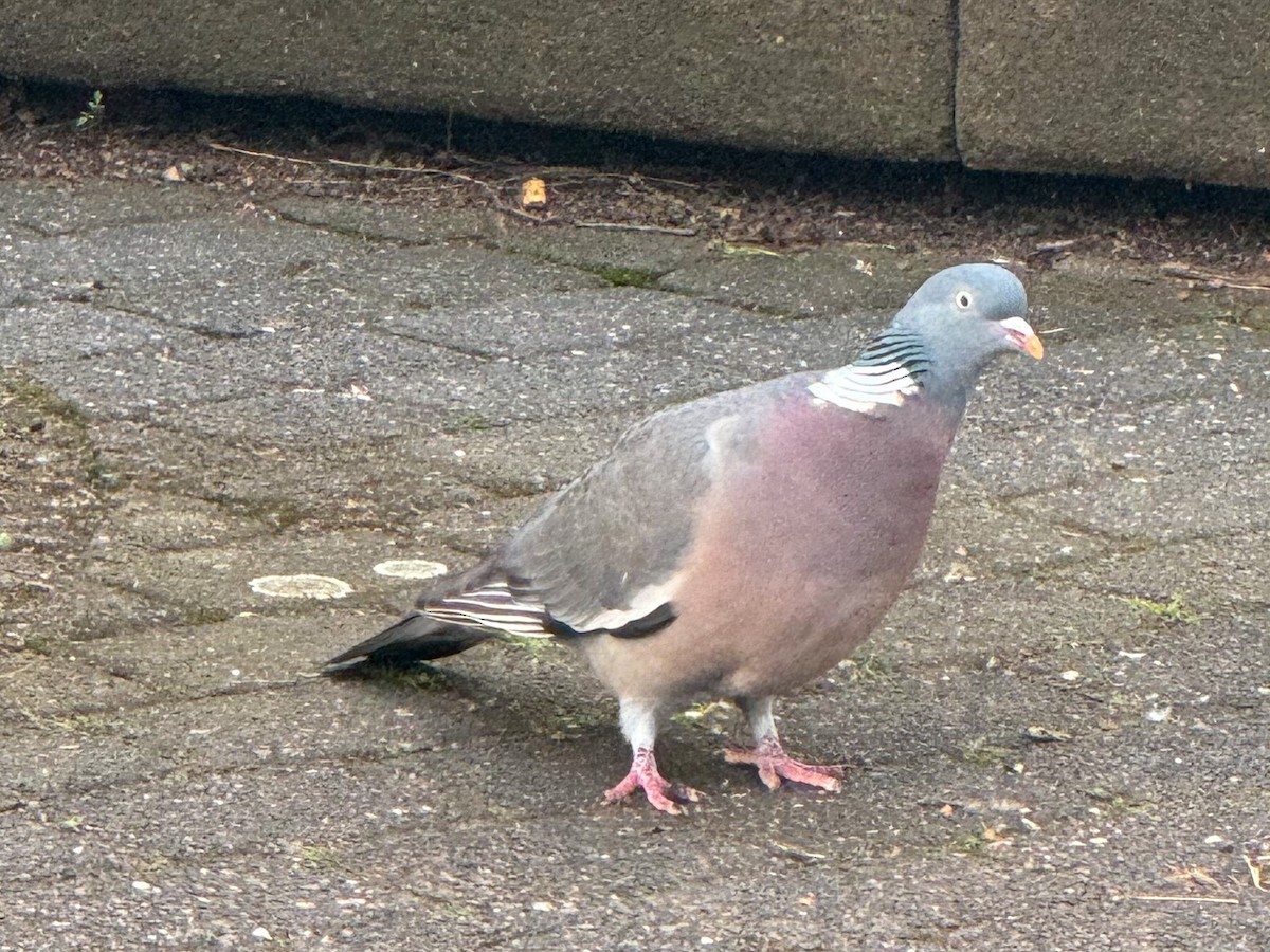 Common Wood-Pigeon - ML618723298