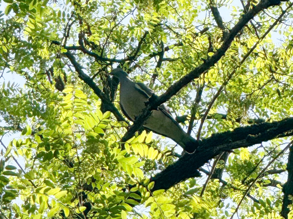 Common Wood-Pigeon - ML618723300