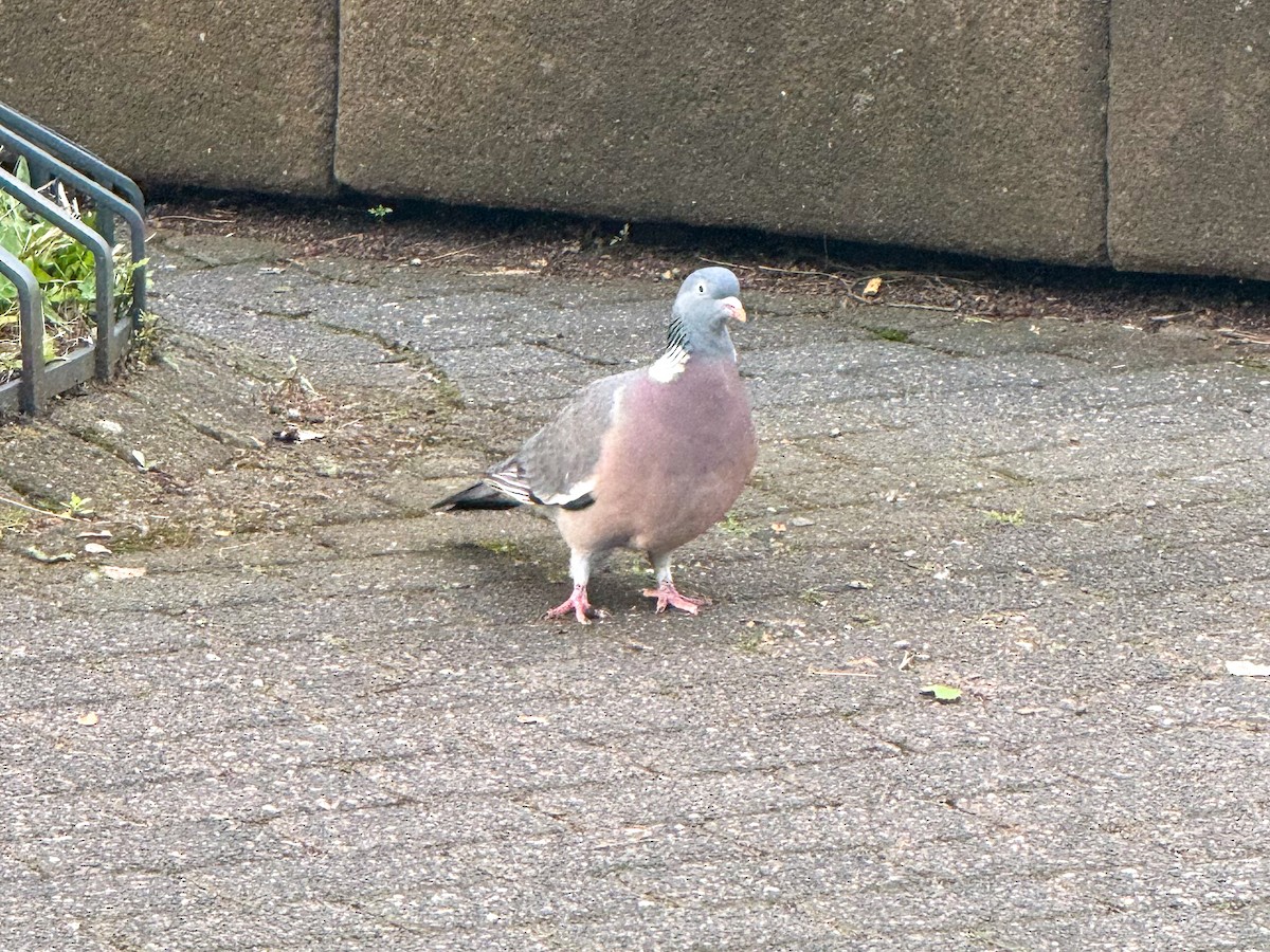 Common Wood-Pigeon - Tony Ducks