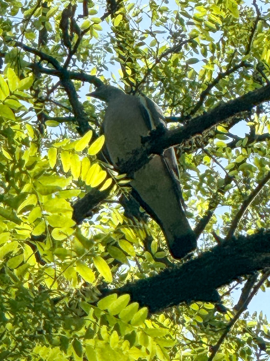 Common Wood-Pigeon - ML618723303