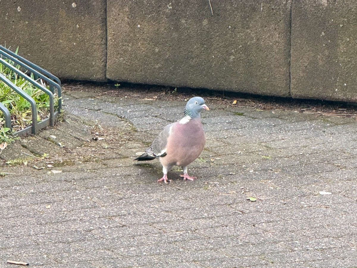 Common Wood-Pigeon - ML618723304