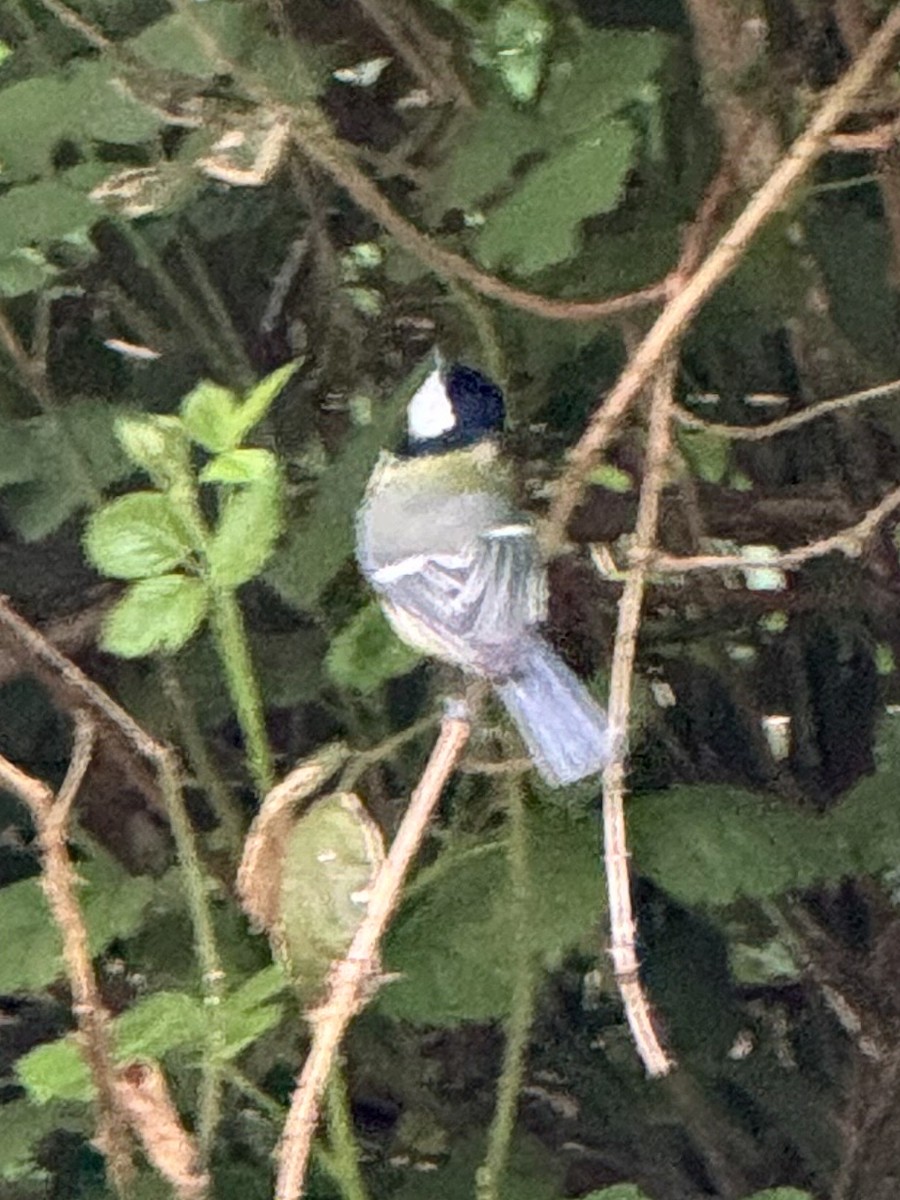 Great Tit - ML618723327