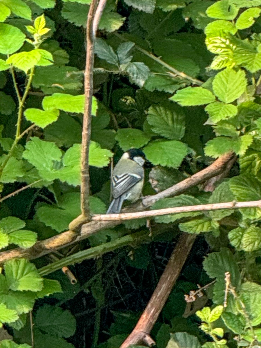 Great Tit - ML618723328