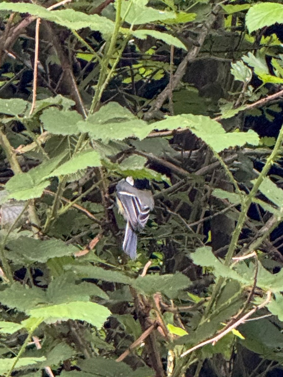 Great Tit - ML618723329