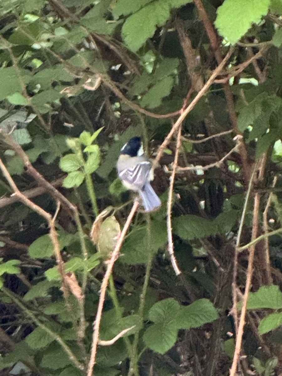 Great Tit - ML618723330