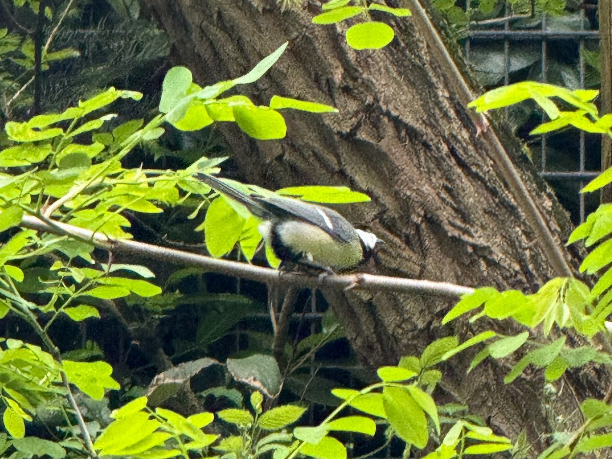 Great Tit - ML618723331