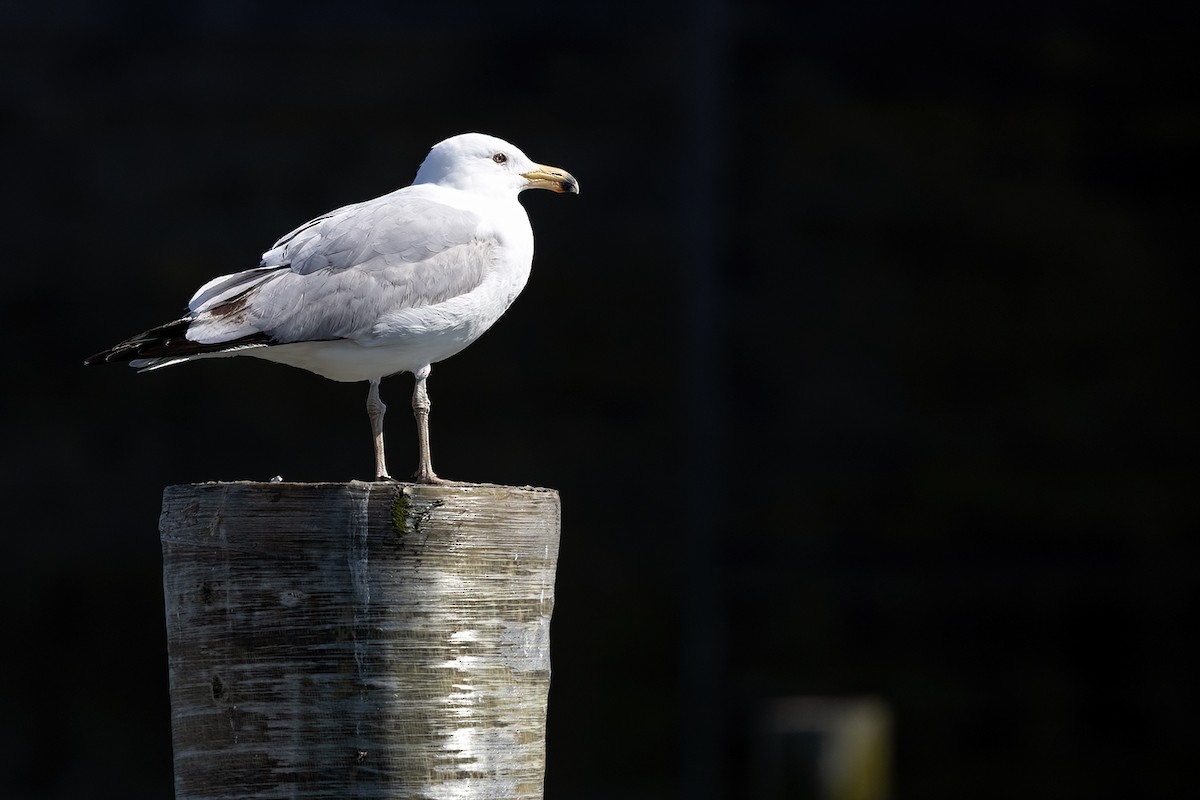 Ring-billed Gull - ML618723342