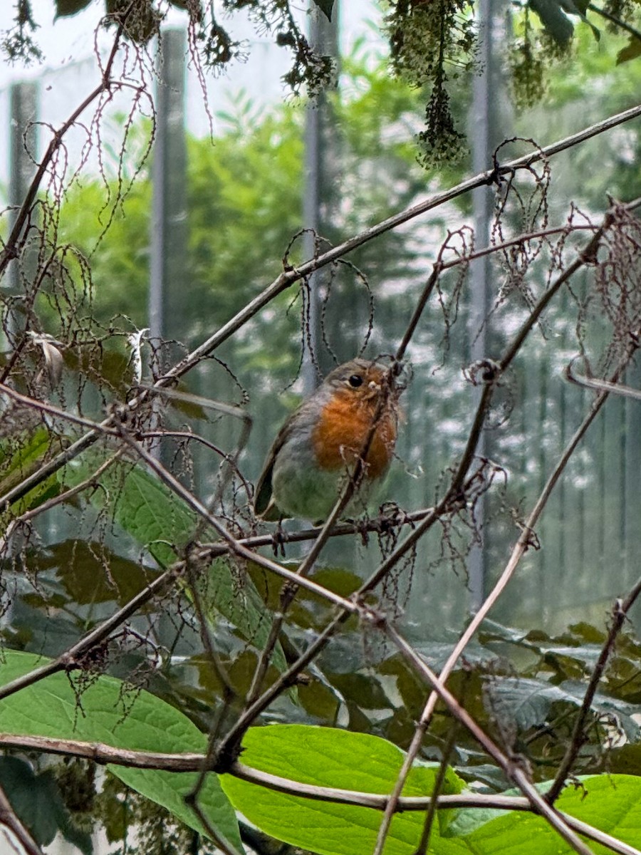 European Robin - ML618723350