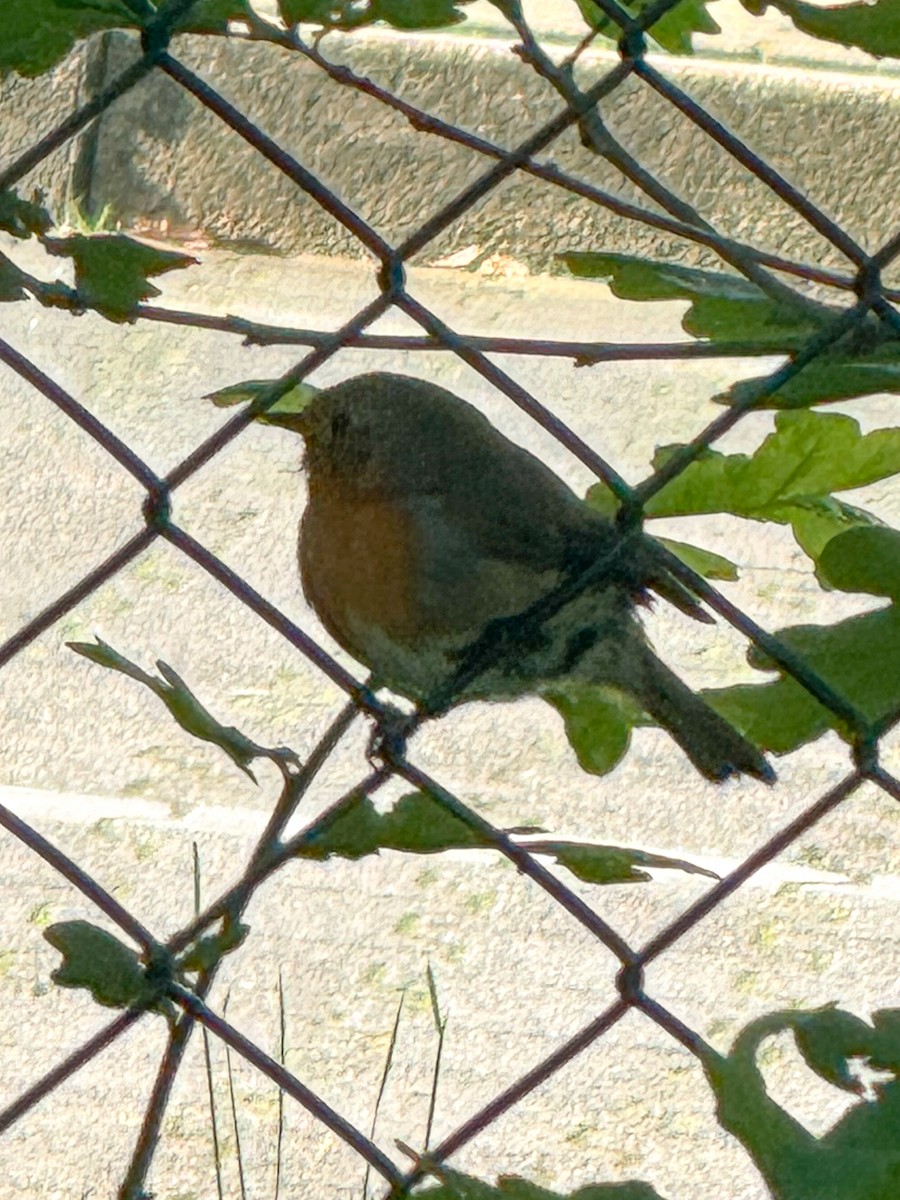 European Robin - ML618723353