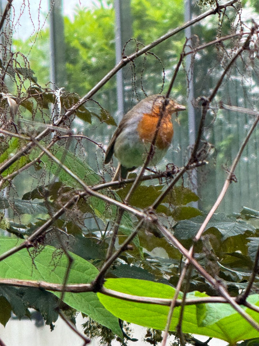 European Robin - ML618723357