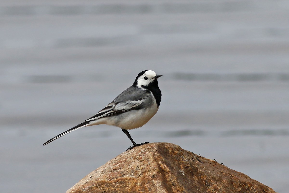 White Wagtail - Jan Andersson