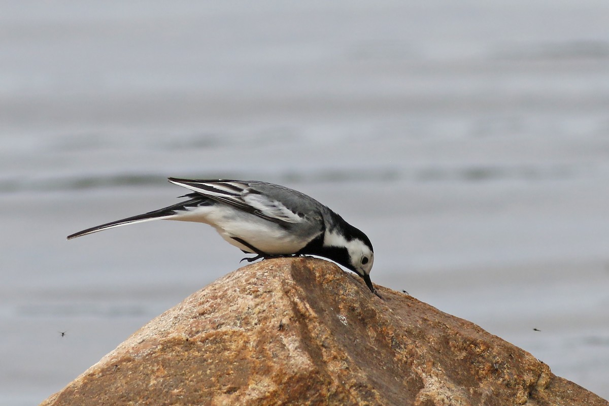 White Wagtail - Jan Andersson