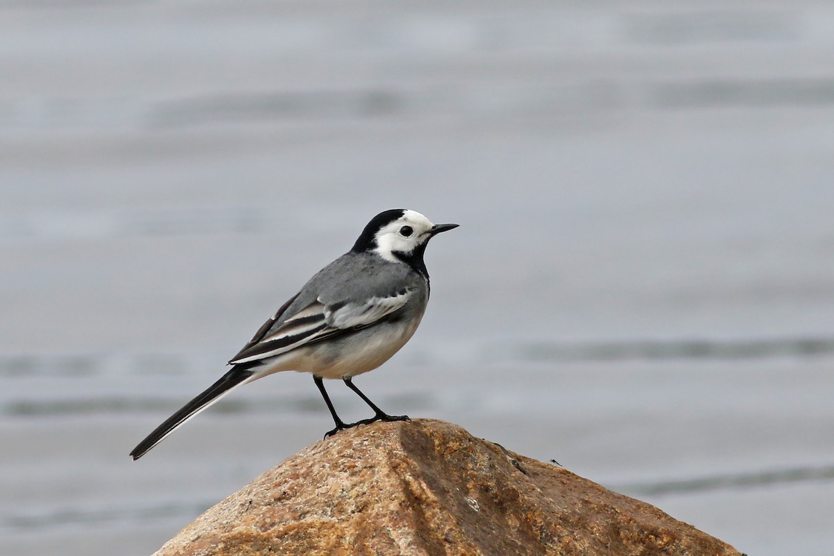 White Wagtail - Jan Andersson