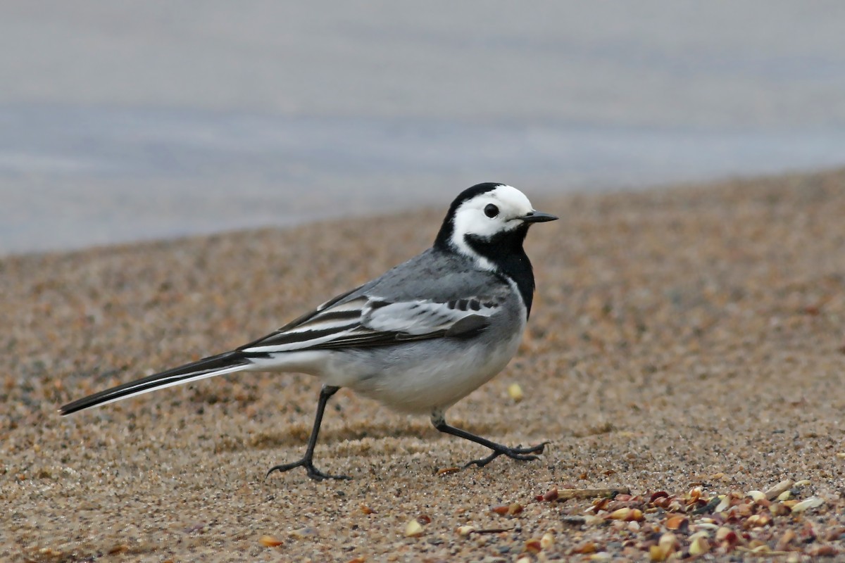 White Wagtail - ML618723396