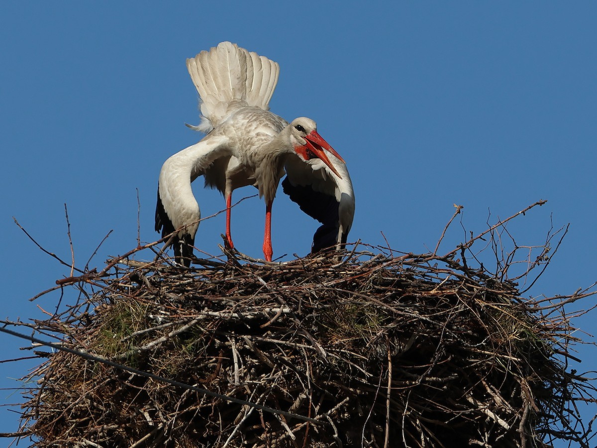 White Stork - ML618723397