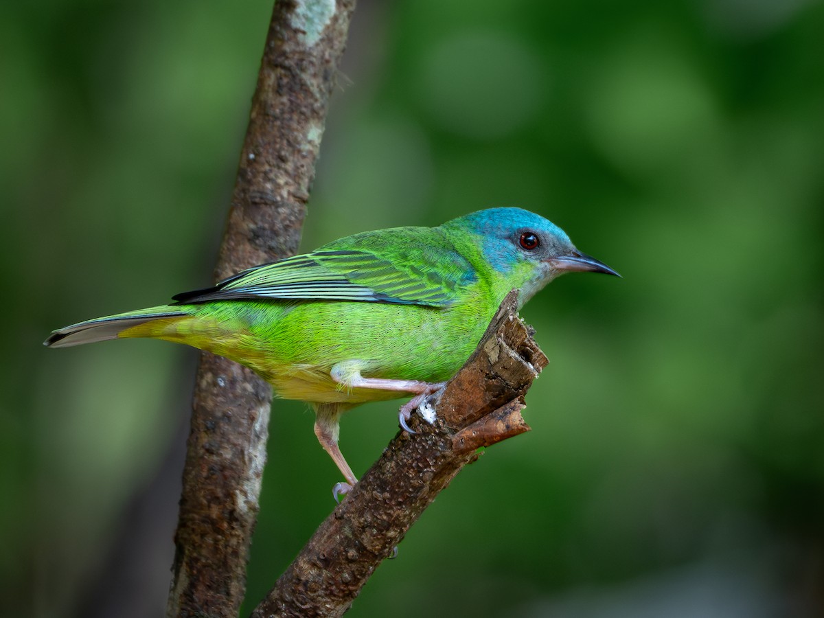 Blue Dacnis - Vitor Rolf Laubé