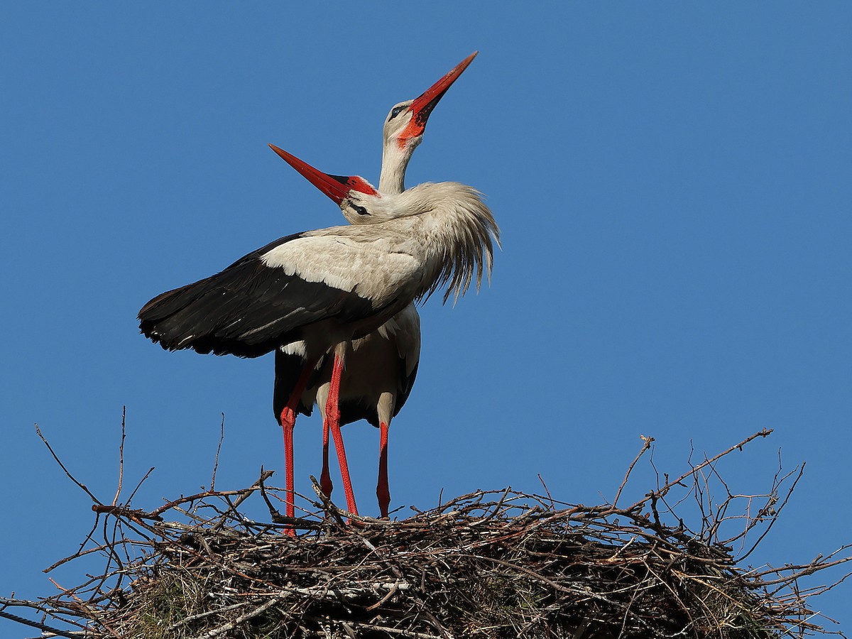 White Stork - ML618723408