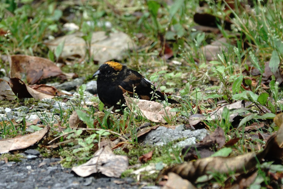 Gold-naped Finch - ML618723416