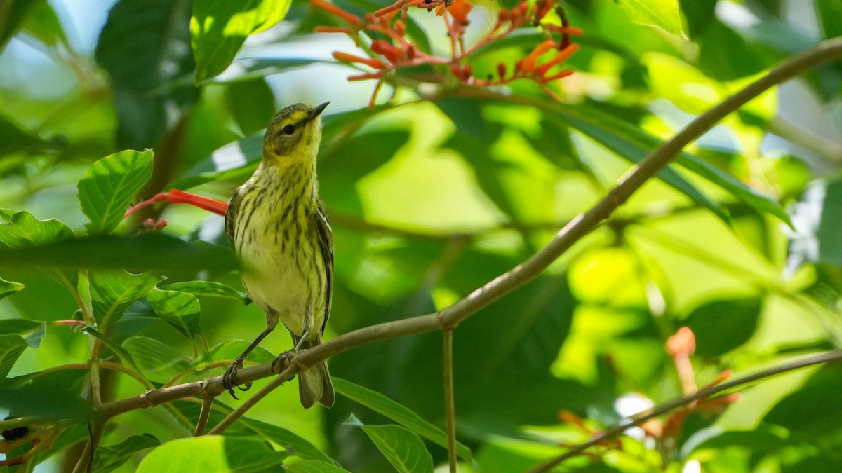 Cape May Warbler - Tuly  Datena