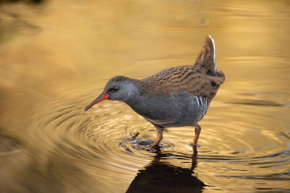 Water Rail - ML618723458