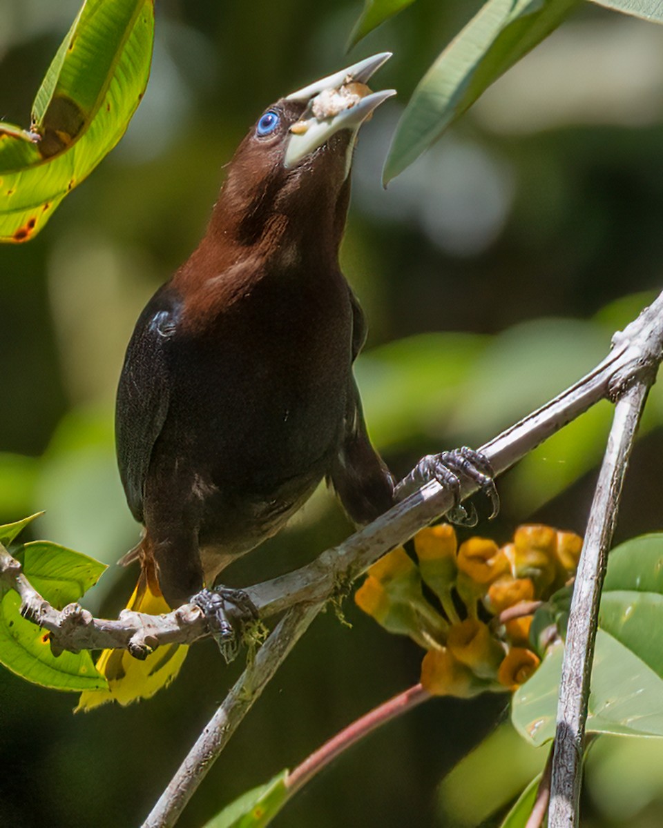 Chestnut-headed Oropendola - ML618723501