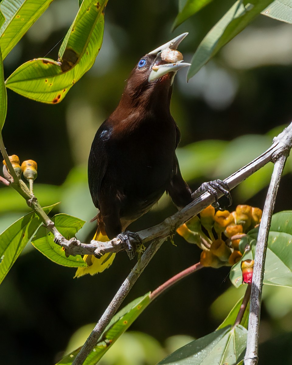 Chestnut-headed Oropendola - ML618723508