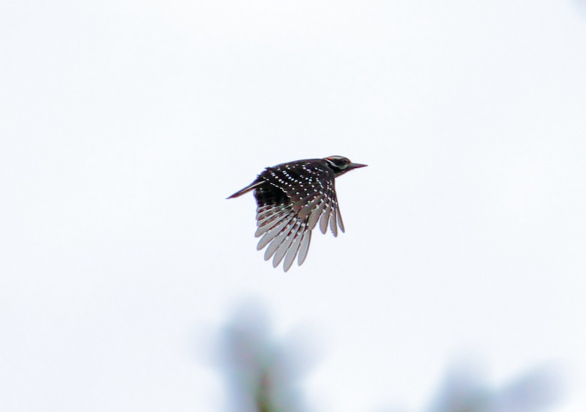 Hairy Woodpecker (Eastern) - James Porter