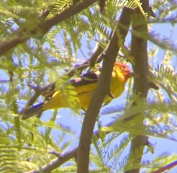 Western Tanager - ML618723514