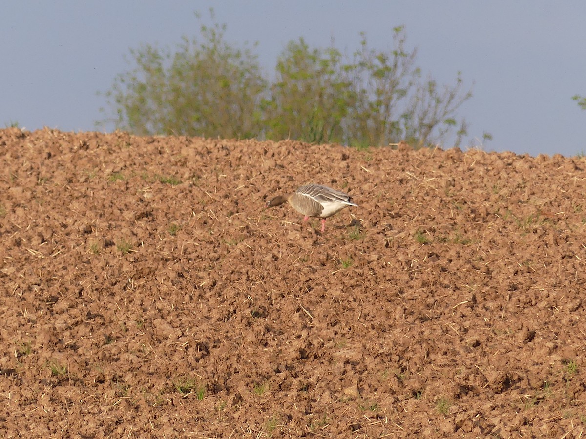 Pink-footed Goose - ML618723515