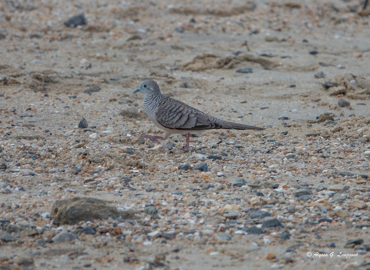 Peaceful Dove - ML618723517