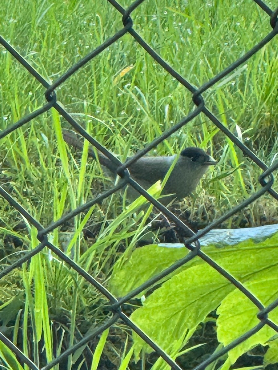 Eurasian Blackcap - ML618723528