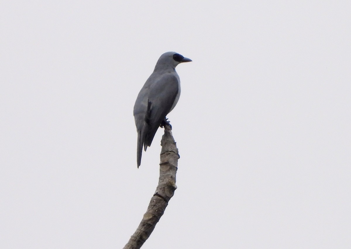 White-bellied Cuckooshrike - Klaus Lachenmaier