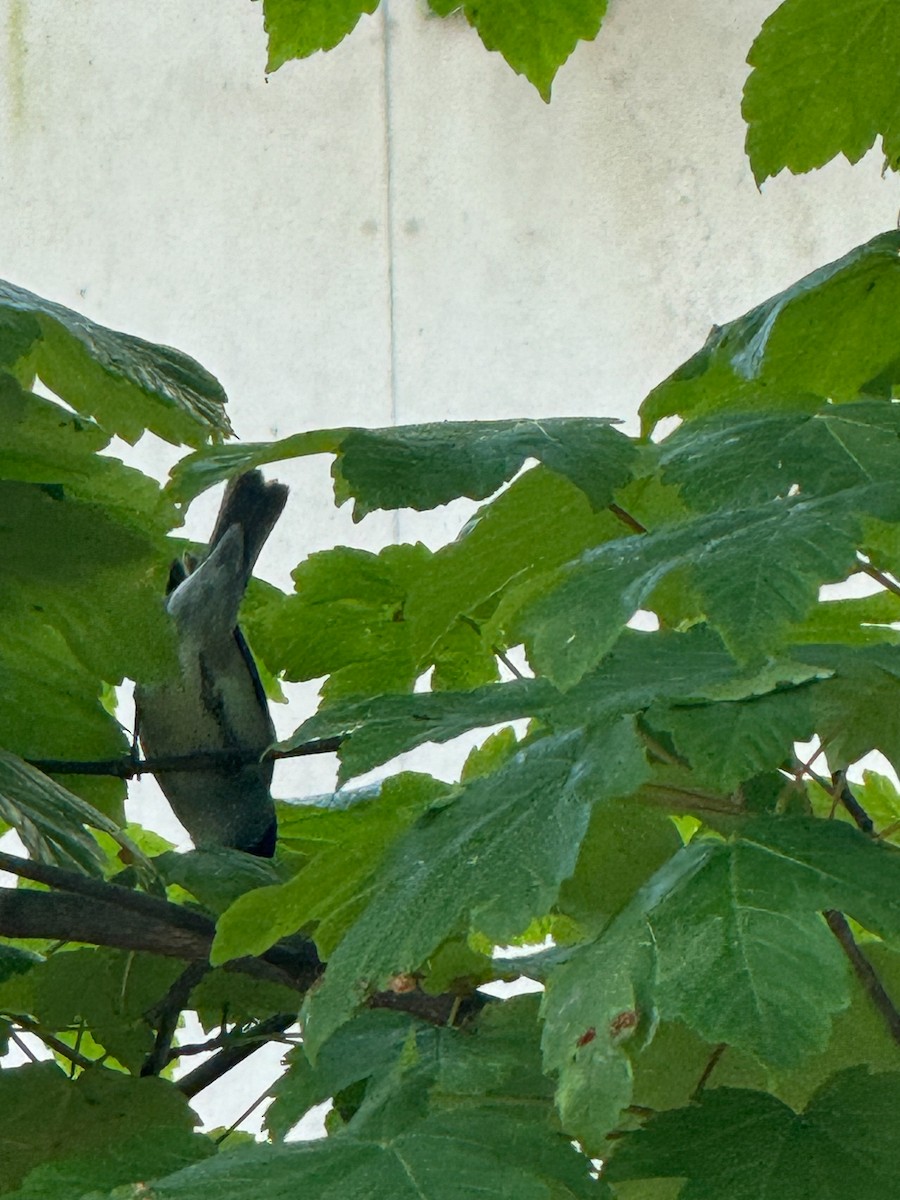 Eurasian Blackcap - ML618723547