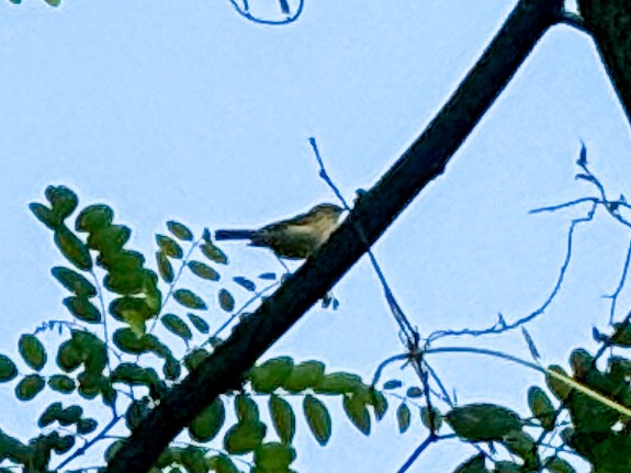 Common Chiffchaff - ML618723554