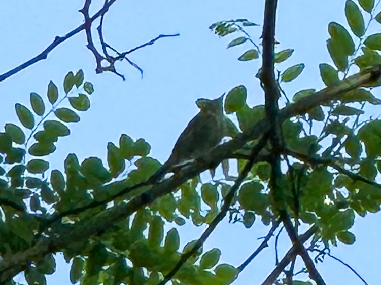 Common Chiffchaff - ML618723555