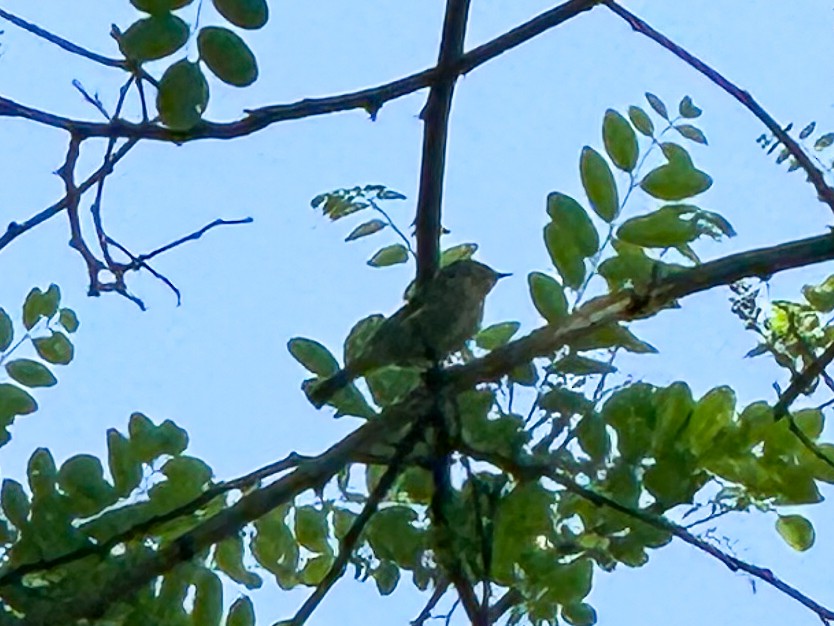 Common Chiffchaff - ML618723556