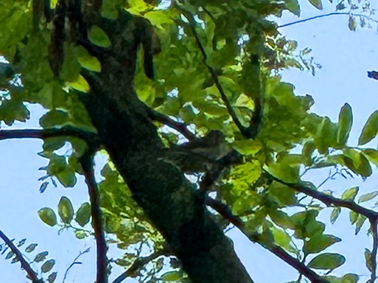 Common Chiffchaff - ML618723557