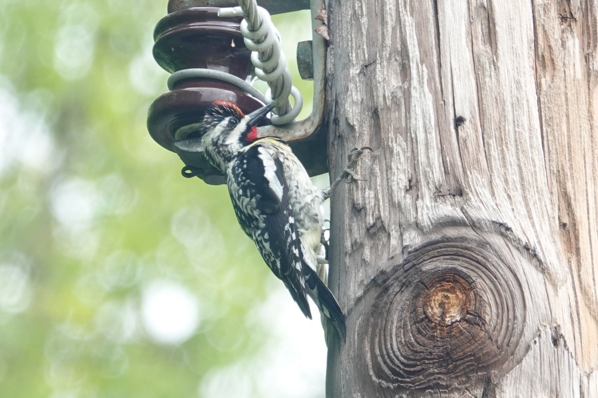 Yellow-bellied Sapsucker - ML618723587