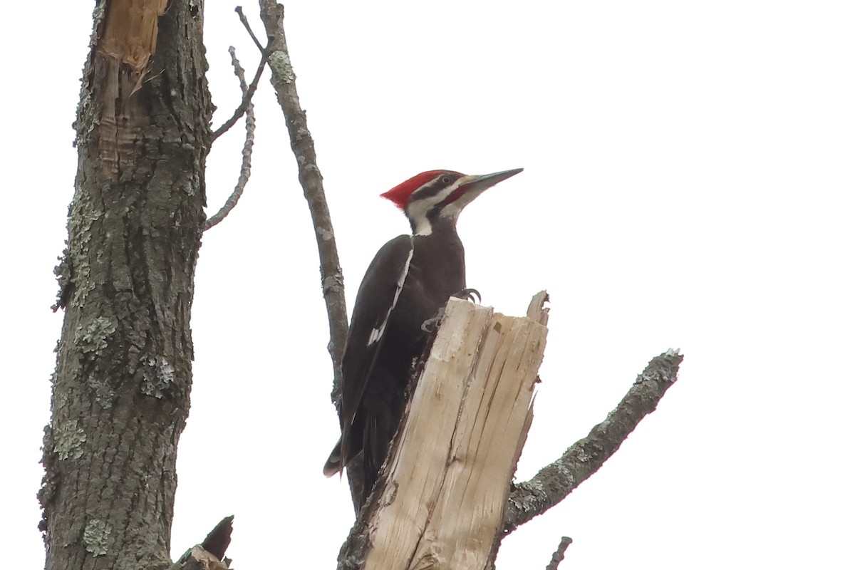 Pileated Woodpecker - John Mercer