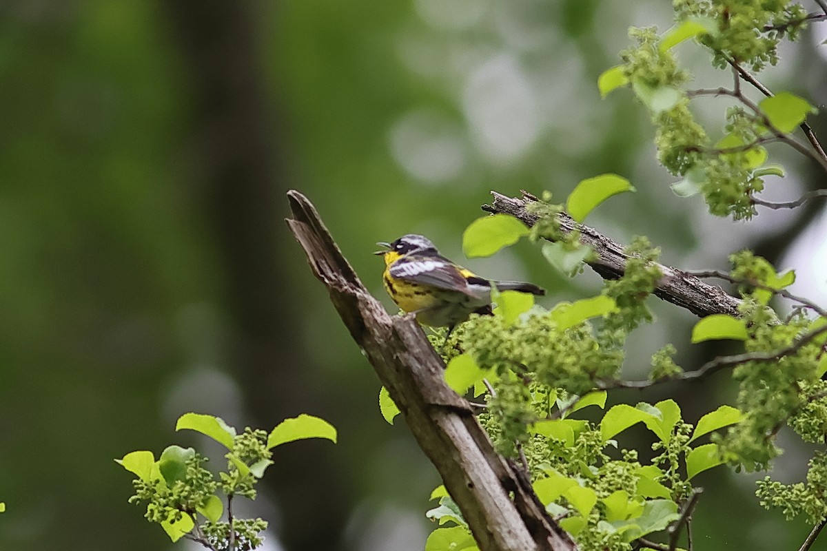 Magnolia Warbler - John Mercer